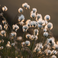 Buy canvas prints of  Cotton Grass by James Grant