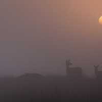 Buy canvas prints of  Deer Sunrise by James Grant