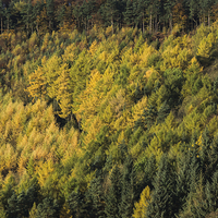 Buy canvas prints of  Autumn Larches by James Grant