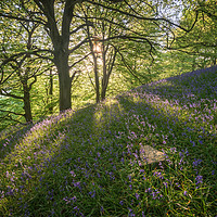 Buy canvas prints of Bow Wood Bluebell Sunset by James Grant