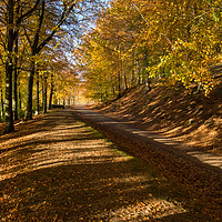 Buy canvas prints of Avenue of Autumn by James Grant