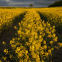 Buy canvas prints of Rape Seed Field by James Grant