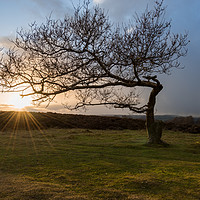 Buy canvas prints of Stanton Moor Leaning Tree by James Grant