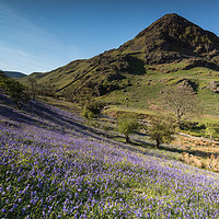 Buy canvas prints of Rannerdale Bluebells by James Grant