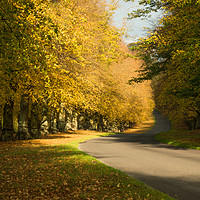Buy canvas prints of Autumn at Clumber Park by James Grant