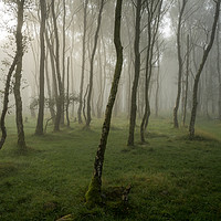 Buy canvas prints of Bolehill Woods in the Fog  by James Grant