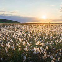 Buy canvas prints of Upper Burbage Cottongrass  by James Grant