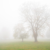 Buy canvas prints of Stanton Moor Trees in the Mist  by James Grant