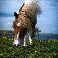 Buy canvas prints of Shetland Pony by Paul Davis