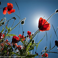 Buy canvas prints of The Poppies by Paul Davis