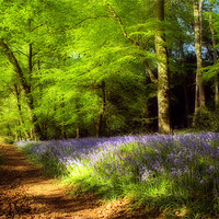 Buy canvas prints of Bluebell wood by Paul Davis