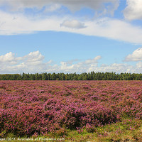 Buy canvas prints of New Forest Heather by kelly Draper