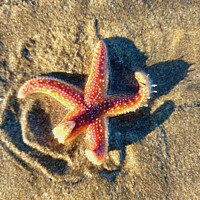 Buy canvas prints of Starfish by kelly Draper