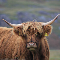 Buy canvas prints of Highland Cow by kelly Draper