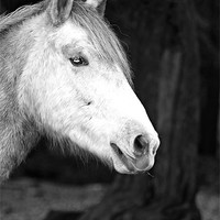 Buy canvas prints of Grey Pony by kelly Draper