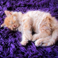 Buy canvas prints of Sleepy Kitten by kelly Draper