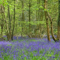 Buy canvas prints of Bluebell Woods by kelly Draper