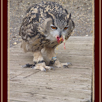 Buy canvas prints of European Owl Eating A Chick by kelly Draper