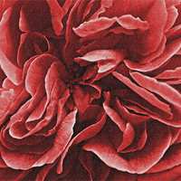 Buy canvas prints of Peony Flower by kelly Draper