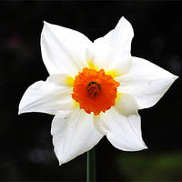 Buy canvas prints of Daffodil by Julie Speirs