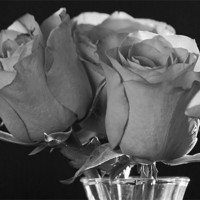 Buy canvas prints of Black & White Rose by Julie Speirs