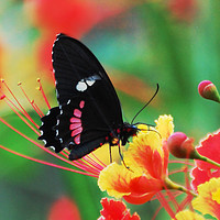 Buy canvas prints of Butterfly in Costa Rica by james balzano, jr.