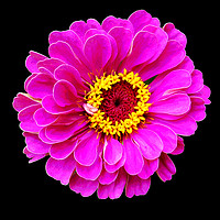 Buy canvas prints of Beautiful Purplish Flower Close Up by james balzano, jr.