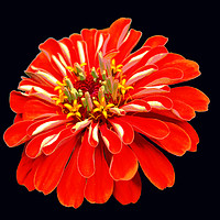 Buy canvas prints of Colorful Red Flower by james balzano, jr.