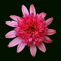 Buy canvas prints of Bunched Up Pink Flower by james balzano, jr.