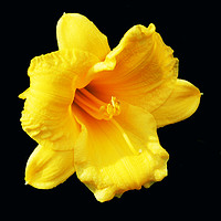 Buy canvas prints of Autumn Daffodil by james balzano, jr.