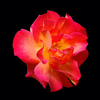 Buy canvas prints of Yet Another Colorful Rose by james balzano, jr.