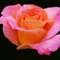 Buy canvas prints of Soft Pink Rose by james balzano, jr.