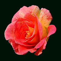 Buy canvas prints of Brand New Rose by james balzano, jr.