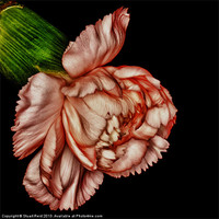 Buy canvas prints of Pink Carnation by Stuart Reid