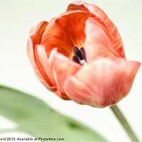Buy canvas prints of Spring Tulip by Stuart Reid