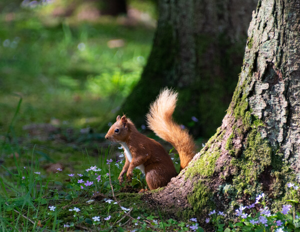 Alert Red Squirrel Picture Board by Stuart Jack