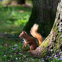 Buy canvas prints of Alert Red Squirrel by Stuart Jack