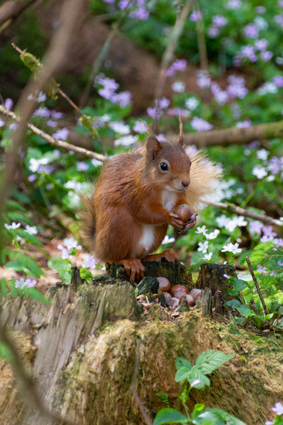 "Scottish Red Squirrel Savors Autumn Harvest" Picture Board by Stuart Jack