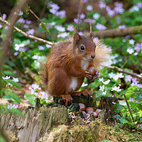 Buy canvas prints of "Scottish Red Squirrel Savors Autumn Harvest" by Stuart Jack