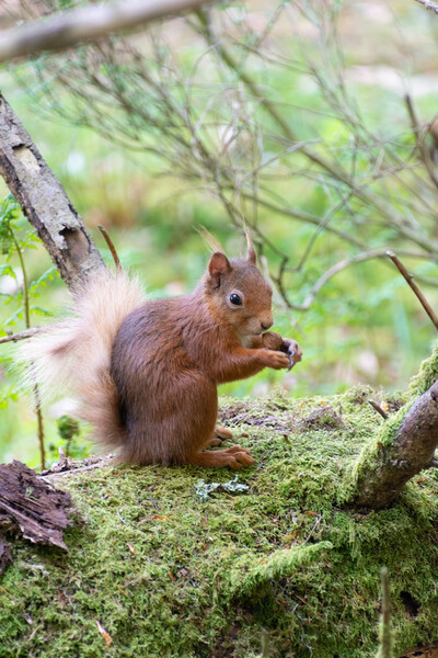 Red Squirrel Enjoying a Nut Picture Board by Stuart Jack