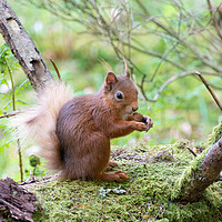 Buy canvas prints of Red Squirrel Enjoying a Nut by Stuart Jack