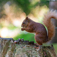 Buy canvas prints of Scottish Red Squirrel Gathering Nuts by Stuart Jack