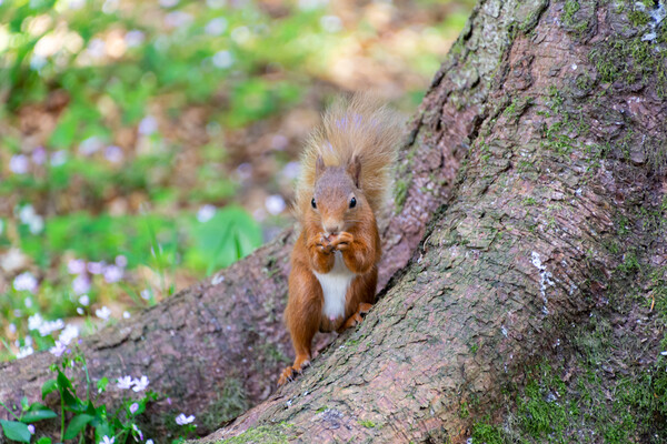 Joyful Red Squirrel Feast Picture Board by Stuart Jack