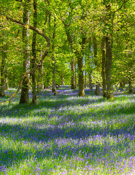 Enchanting Bluebell Woodland Picture Board by Stuart Jack