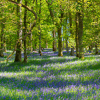 Buy canvas prints of Enchanting Bluebell Woodland by Stuart Jack