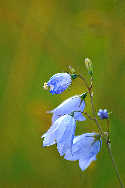 Enchanting Bluebells Picture Board by Stuart Jack