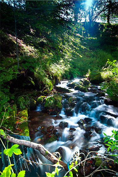 Sunlit Stream in Woodland Forest Picture Board by Stuart Jack