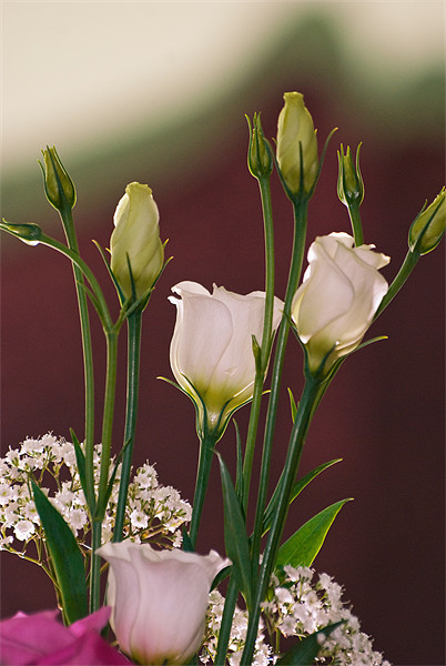 White Rose Elegance Picture Board by Stuart Jack