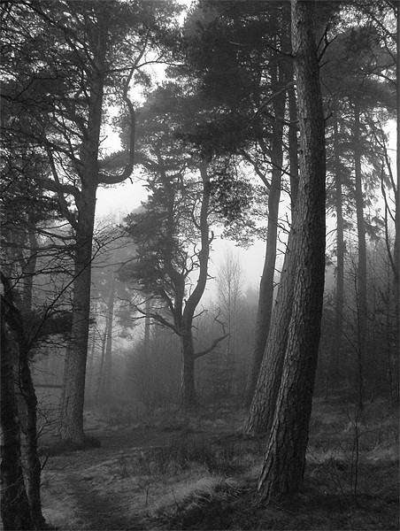 Woodland mist Picture Board by Stuart Jack