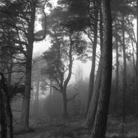 Buy canvas prints of Woodland mist by Stuart Jack